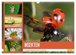 Insekten. Faszinierend und wichtig (Wandkalender 2025 DIN A3 quer), CALVENDO Monatskalender - Elisabeth Stanzer