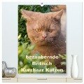 bezaubernde Britisch Kurzhaar Katzen (hochwertiger Premium Wandkalender 2025 DIN A2 hoch), Kunstdruck in Hochglanz - Fotodesign Verena Scholze