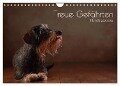 Treue Gefährten - Hundeportraits (Wandkalender 2024 DIN A4 quer), CALVENDO Monatskalender - Jana Behr