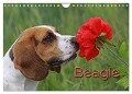 Beagle (Wandkalender 2024 DIN A4 quer), CALVENDO Monatskalender - Pferdografen. De Antje Lindert-Rottke Martina Berg