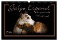Galgo Español 2024- Der spanische Windhund (Wandkalender 2024 DIN A3 quer), CALVENDO Monatskalender - Andrea Redecker