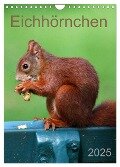 Eichhörnchen (Wandkalender 2025 DIN A4 hoch), CALVENDO Monatskalender - SchnelleWelten SchnelleWelten