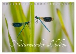 Cover-Bild zum Titel 'Naturwunder Libellen (Tischkalender 2026 DIN A5 quer), CALVENDO Monatskalender' von 'Renee Söhner - Morgensraus'