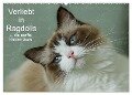 Verliebt in Ragdolls ... die sanfte Katzenrasse (Wandkalender 2024 DIN A2 quer), CALVENDO Monatskalender - Marion Reiß-Seibert