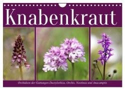 Knabenkraut (Wandkalender 2026 DIN A4 quer), CALVENDO Monatskalender - Sabine Löwer