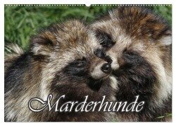 Cover-Bild zum Titel 'Marderhunde (Wandkalender 2026 DIN A2 quer), CALVENDO Monatskalender' von 'Antje Lindert-Rottke'