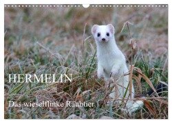 Hermelin - das wieselflinke Raubtier (Wandkalender 2025 DIN A3 quer), CALVENDO Monatskalender - Günter Bachmeier