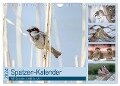Spatzen-Kalender (Wandkalender 2024 DIN A4 quer), CALVENDO Monatskalender - Marianne Drews