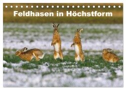 Feldhasen in Höchstform (Tischkalender 2025 DIN A5 quer), CALVENDO Monatskalender - Günter Bachmeier