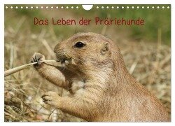Das Leben der Präriehunde (Wandkalender 2025 DIN A4 quer), CALVENDO Monatskalender - Kattobello Kattobello