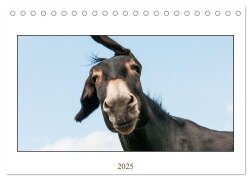 Esel Lebensfreude - Spaß mit Langohren (Tischkalender 2025 DIN A5 quer), CALVENDO Monatskalender - Meike Bölts