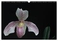 Frauenschuhe - die schönsten Orchideen der Welt (Wandkalender 2024 DIN A3 quer), CALVENDO Monatskalender - Holger Rochow