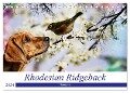 Rhodesian Ridgeback - Moments (Tischkalender 2024 DIN A5 quer), CALVENDO Monatskalender - Dagmar Behrens