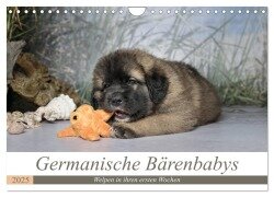 Germanische Bärenbabys (Wandkalender 2025 DIN A4 quer), CALVENDO Monatskalender - Sonja Teßen