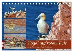 Vögel auf rotem Fels - Helgolands grandiose Vogelwelt (Tischkalender 2025 DIN A5 quer), CALVENDO Monatskalender - René Schaack