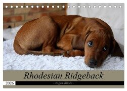 Rhodesian Ridgeback Augen-Blicke (Tischkalender 2026 DIN A5 quer), CALVENDO Monatskalender - Dagmar Behrens