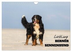 Liebling BERNER SENNENHUND (Wandkalender 2025 DIN A4 quer), CALVENDO Monatskalender - Www. Annettmirsberger. de Mirsberger