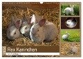 Rex - Kaninchen (Wandkalender 2024 DIN A3 quer), CALVENDO Monatskalender - Anja Bagunk