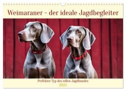 Weimaraner - der ideale Jagdbegleiter (Wandkalender 2025 DIN A3 quer), CALVENDO Monatskalender - Claudia Kleemann