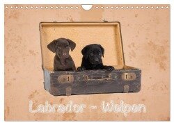 Labrador - Welpen (Wandkalender 2026 DIN A4 quer), CALVENDO Monatskalender - Heiko Eschrich -Heschfoto