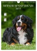 Berner Sennenhund 2025 (Wandkalender 2025 DIN A4 hoch), CALVENDO Monatskalender - Sigrid Starick