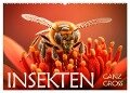 Insekten ganz gross (Wandkalender 2024 DIN A2 quer), CALVENDO Monatskalender - Daniel Rohr