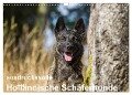 ausdrucksvolle Holländische Schäferhunde (Wandkalender 2024 DIN A3 quer), CALVENDO Monatskalender - Fotodesign Verena Scholze