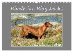 Rhodesian Ridgebacks (Wandkalender 2025 DIN A3 quer), CALVENDO Monatskalender - Anke van Wyk - www. germanpix. net