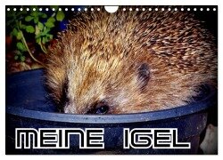 Meine Igel (Wandkalender 2025 DIN A4 quer), CALVENDO Monatskalender - Henning von Löwis of Menar