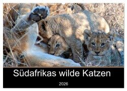 Südafrikas wilde Katzen (Wandkalender 2026 DIN A2 quer), CALVENDO Monatskalender - Markus A. Bissig