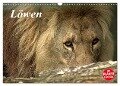 Löwen (Wandkalender 2024 DIN A3 quer), CALVENDO Monatskalender - Arno Klatt