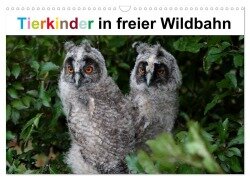 Tierkinder in freier Wildbahn (Wandkalender 2025 DIN A3 quer), CALVENDO Monatskalender - Günter Bachmeier
