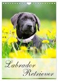 Labrador Retriever (Wandkalender 2024 DIN A4 hoch), CALVENDO Monatskalender - Nicole Noack