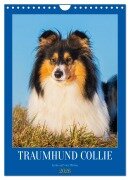 Cover-Bild zum Titel 'Traumhund Collie - Liebe auf vier Pfoten (Wandkalender 2026 DIN A4 hoch), CALVENDO Monatskalender' von 'Sigrid Starick'
