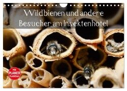 Wildbienen und andere Besucher am Insektenhotel (Wandkalender 2025 DIN A4 quer), CALVENDO Monatskalender - Anja Frost