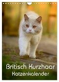 Britisch Kurzhaar Katzenkalender (Wandkalender 2024 DIN A4 hoch), CALVENDO Monatskalender - Nicole Noack