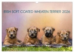 IRISH SOFT COATED WHEATEN TERRIER 2026 (Wandkalender 2026 DIN A3 quer), CALVENDO Monatskalender - Annett Mirsberger Www. Tierpfoto. De