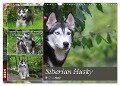 Siberian Husky - Welpenstube (Wandkalender 2024 DIN A3 quer), CALVENDO Monatskalender - Barbara Mielewczyk