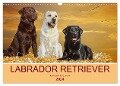 Labrador Retriever - Ein Freund für¿s Leben (Wandkalender 2024 DIN A3 quer), CALVENDO Monatskalender - Sigrid Starick