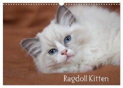 Ragdoll Kitten (Wandkalender 2025 DIN A3 quer), CALVENDO Monatskalender - Fotodesign Verena Scholze