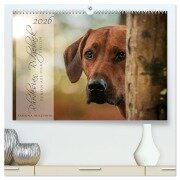 Rhodesian Ridgeback - Herzen auf vier Pfoten (hochwertiger Premium Wandkalender 2026 DIN A2 quer), Kunstdruck in Hochglanz - Sabrina Mischnik