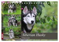 Siberian Husky - Welpenstube (Tischkalender 2025 DIN A5 quer), CALVENDO Monatskalender - Barbara Mielewczyk