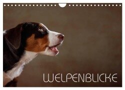 Welpenblicke (Wandkalender 2025 DIN A4 quer), CALVENDO Monatskalender - Jana Behr