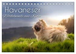 Cover-Bild zum Titel 'Havaneser - Wirbelwinde aus Kuba (Tischkalender 2026 DIN A5 quer), CALVENDO Monatskalender' von 'Alexandra Hollstein'