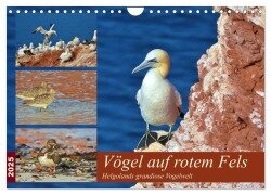 Vögel auf rotem Fels - Helgolands grandiose Vogelwelt (Wandkalender 2025 DIN A4 quer), CALVENDO Monatskalender - René Schaack
