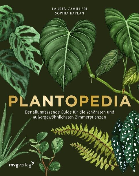kolbenfaden zimmerpflanze Aglaonema 'Bamboo' main image 1