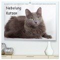 Nebelung Katzen (hochwertiger Premium Wandkalender 2024 DIN A2 quer), Kunstdruck in Hochglanz - Fotodesign Verena Scholze