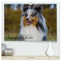 Traumhund Sheltie (hochwertiger Premium Wandkalender 2024 DIN A2 quer), Kunstdruck in Hochglanz - Sigrid Starick