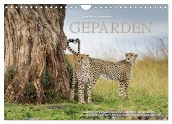 Emotionale Momente: Geparden (Wandkalender 2025 DIN A4 quer), CALVENDO Monatskalender - Ingo Gerlach GDT