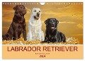 Labrador Retriever - Ein Freund für¿s Leben (Wandkalender 2024 DIN A4 quer), CALVENDO Monatskalender - Sigrid Starick